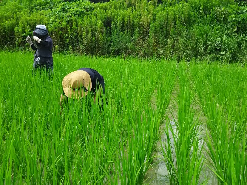 お米を田んぼに挿していく。